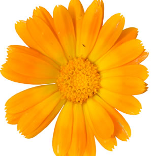 Calendula Flower